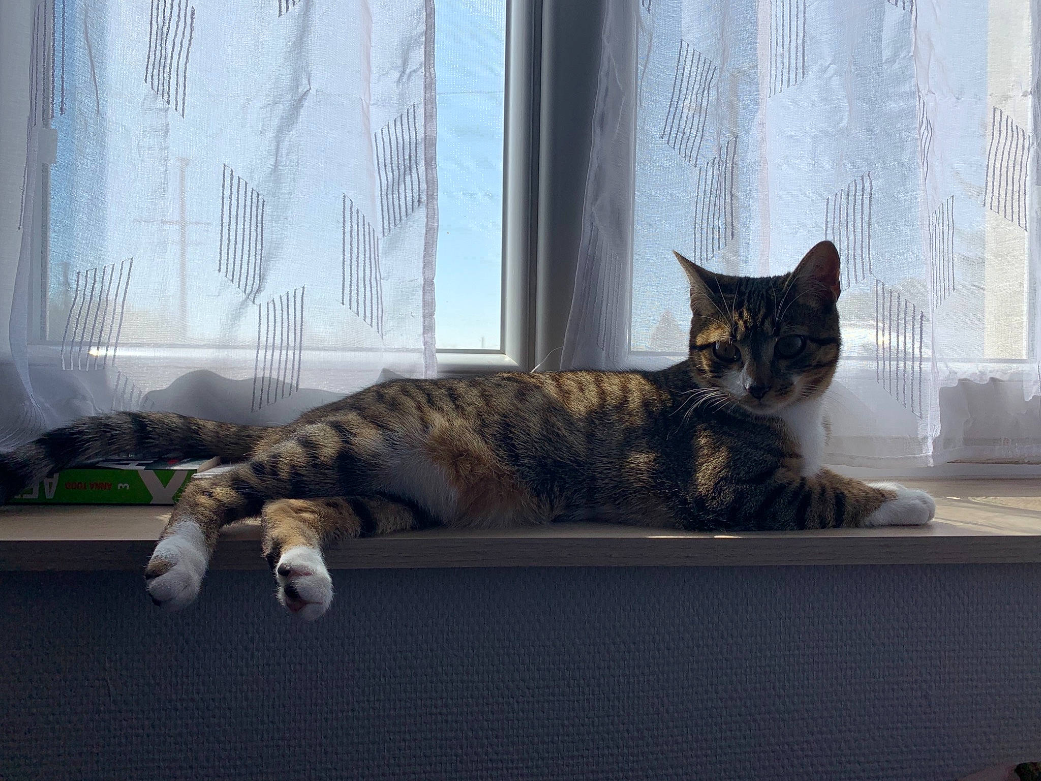 Pookie a rejoint le concours — aidez-le/la à gagner de superbes lots ! carnivore, cat, comfort, couch, domestic_short_haired_cat, door, felidae, flooring, fur, grey, paw, room, small_to_medium_sized_cats, snout, tail, tree, whiskers, window, window_covering, wood