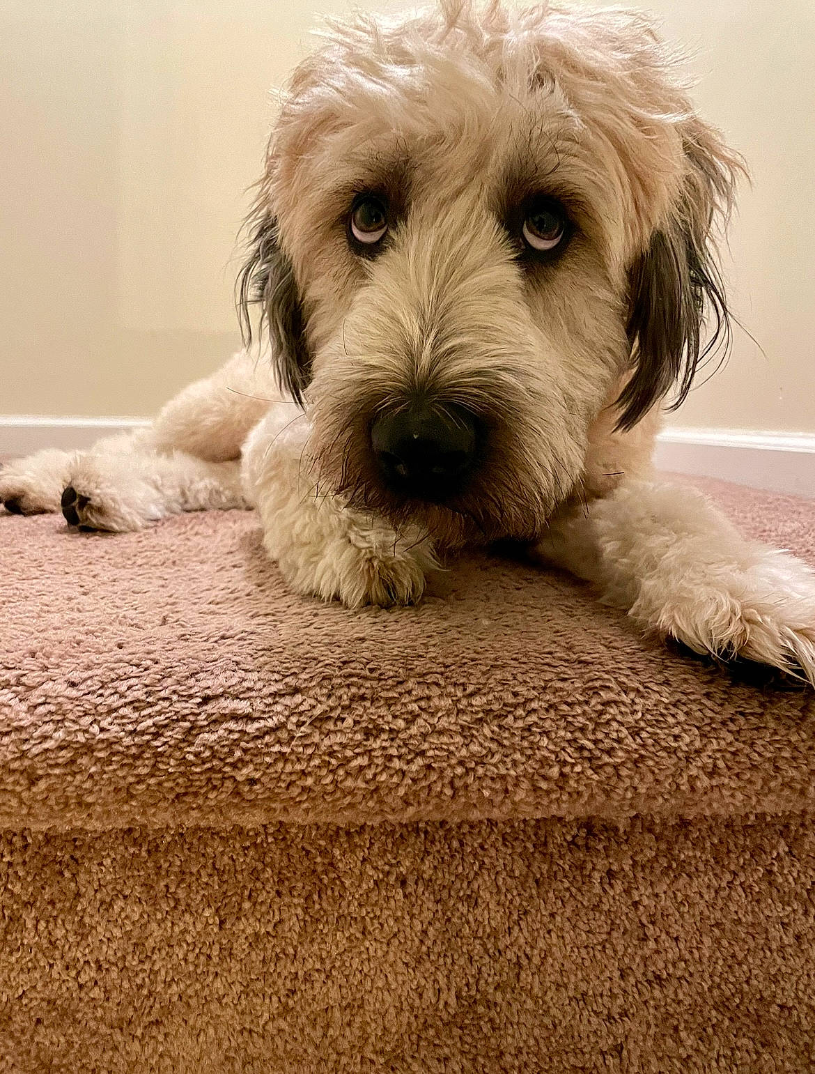 Jax joined the competition — help win amazing prizes! canidae, carnivore, comfort, companion_dog, dog, dog_breed, flooring, fur, labradoodle, linens, maltepoo, puppy, small_terrier, snout, sporting_group, terrier, toy_dog, water_dog, wood, working_animal
