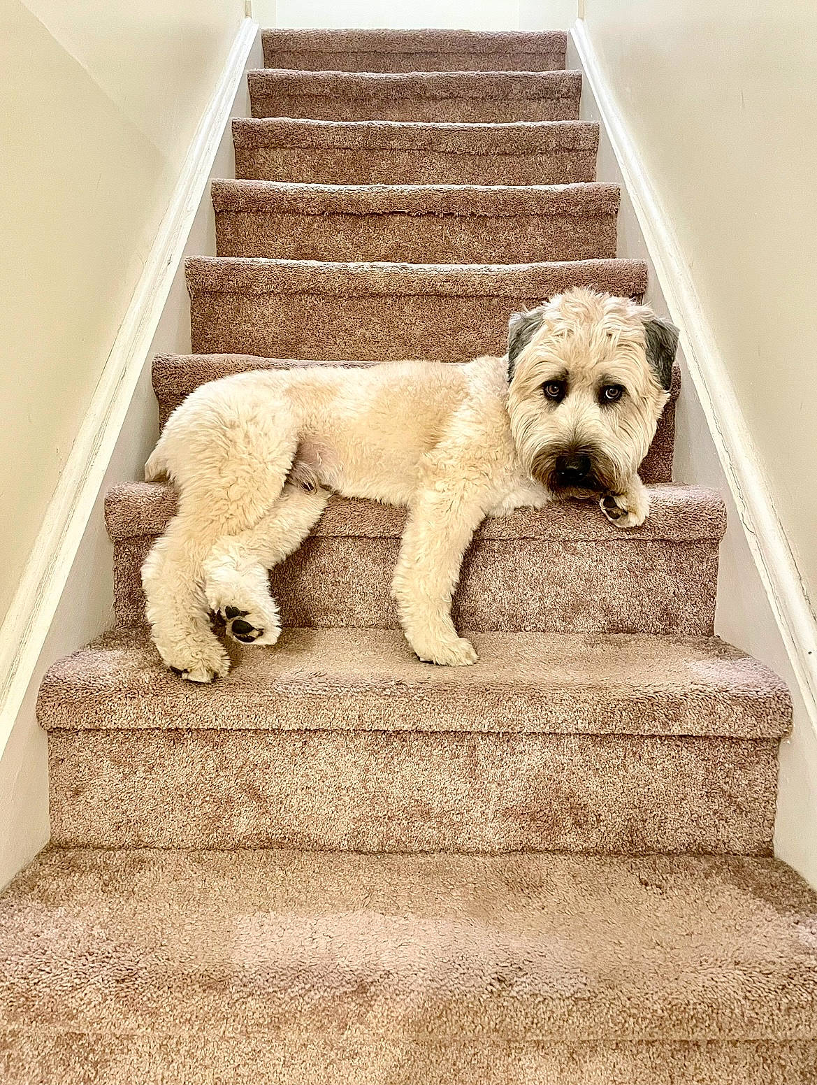 Jax joined the competition — help win amazing prizes! art, canidae, carnivore, companion_dog, dog, dog_breed, fawn, flooring, fur, rectangle, sculpture, sitting, snout, sporting_group, stairs, terrier, tile, toy, wood, working_animal