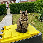 Ma a rejoint le concours — aidez-le/la à gagner de superbes lots ! cat, tabby, fluffy, animal, pet, yellow_trash_bin, garden, hedge, grass, bird_statues, house, red_roof, sidewalk, outdoor, daytime, cloudy_sky, fence, plants, greenery, domestic