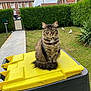 cat, tabby, fluffy, animal, pet, yellow_trash_bin, garden, hedge, grass, bird_statues, house, red_roof, sidewalk, outdoor, daytime, cloudy_sky, fence, plants, greenery, domestic