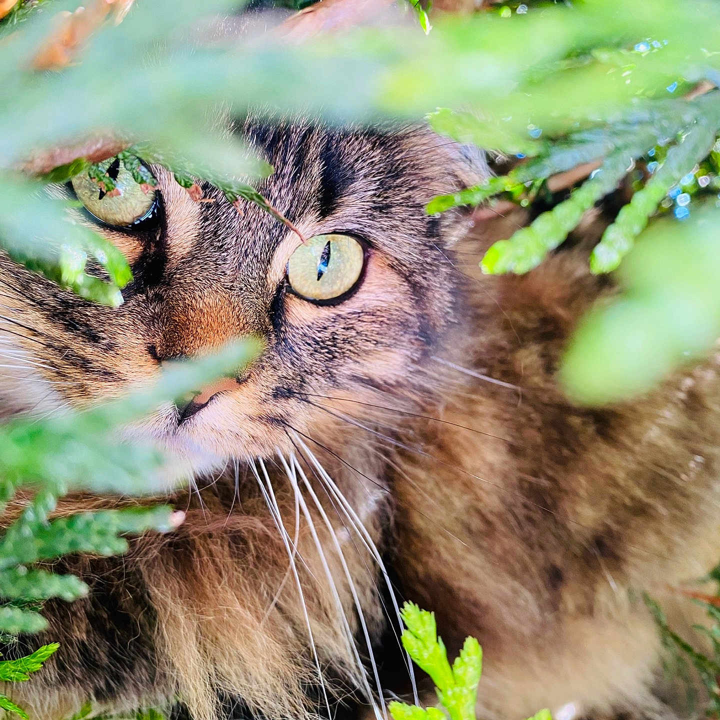 Filfille participe au concours pour gagner de l'argent avec cette photo : animal, branches, camouflage, cat, close_up, curious, eyes, fluffy, forest, fur, greenery, leaves, mammal, nature, outdoor, pet, portrait, tabby_cat, whiskers, wildlife