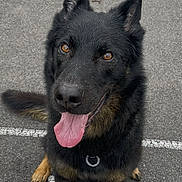 Thor participe au concours pour gagner de l'argent avec cette photo : dog, black_dog, tan_markings, sitting, tongue_out, pointed_ears, collar, pet, animal, portrait, outdoor, parking_lot, asphalt, painted_lines, happy, alert, looking_at_camera, fur, paws, centered_composition