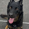 dog, black_dog, tan_markings, sitting, tongue_out, pointed_ears, collar, pet, animal, portrait, outdoor, parking_lot, asphalt, painted_lines, happy, alert, looking_at_camera, fur, paws, centered_composition