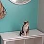 animal, attention, cabinet, calico_cat, cat, cozy, curious, decor, domestic, feline, furniture, household, indoor, mirror, pet, sitting, striped, teal, wall, white