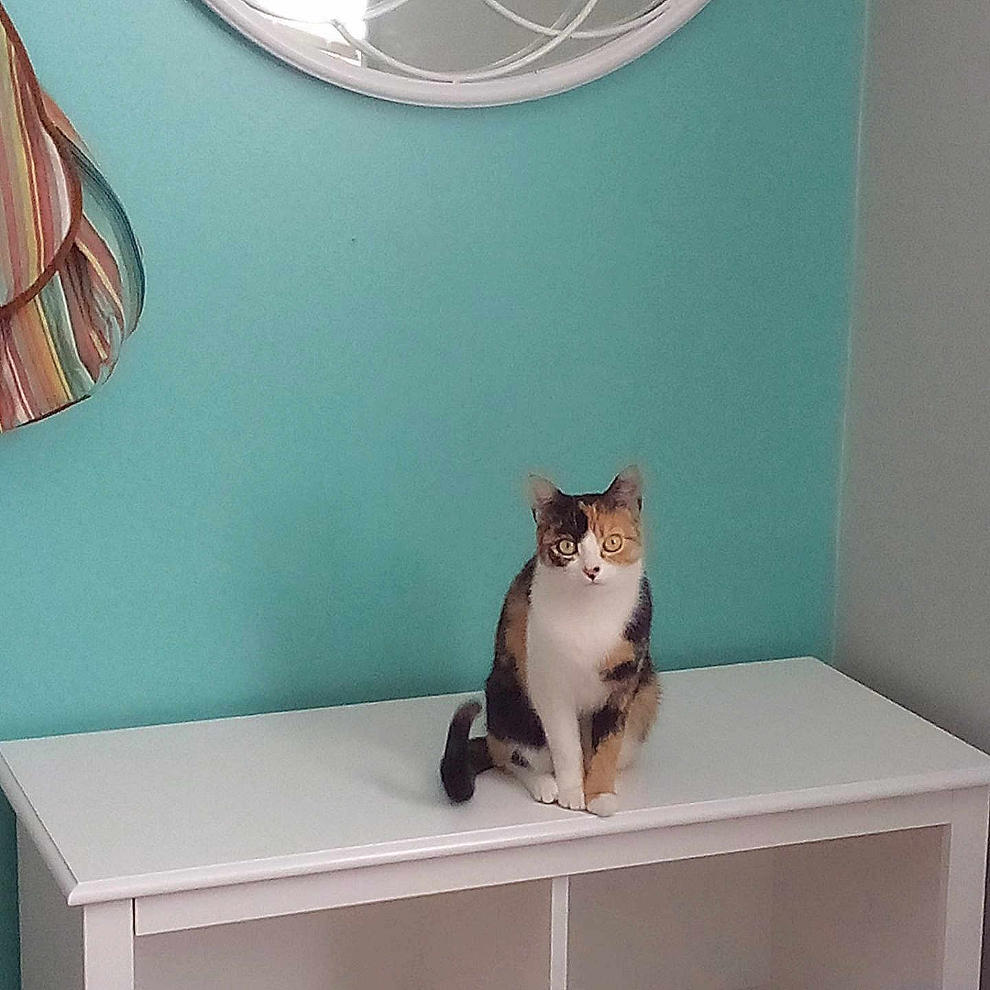 Princess Nicole is registered to the contest to win money with this photo: animal, attention, cabinet, calico_cat, cat, cozy, curious, decor, domestic, feline, furniture, household, indoor, mirror, pet, sitting, striped, teal, wall, white