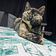 Youmi Et Vénus a rejoint le concours — aidez-le/la à gagner de superbes lots ! cat, tortoiseshell, feline, pet, animal, relaxed, lying_down, fur, whiskers, ears, table, pattern, indoor, close_up, resting, mammal, cute, domestic, portrait, calm
