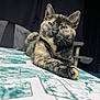 cat, tortoiseshell, feline, pet, animal, relaxed, lying_down, fur, whiskers, ears, table, pattern, indoor, close_up, resting, mammal, cute, domestic, portrait, calm