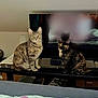 Youmi Et Vénus participe au concours pour gagner de l'argent avec cette photo : cat, cats, tabby_cat, tortoiseshell_cat, television, tv_stand, indoor, furniture, blanket, bed, curious, pets, domestic_animals, eyes, sitting, looking, living_room, home, cozy, animal