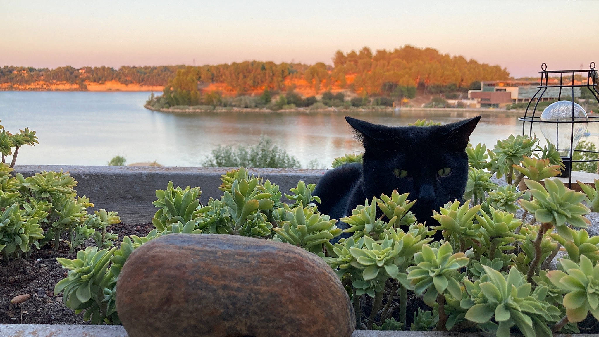 Oliver a rejoint le concours — aidez-le/la à gagner de superbes lots ! black_cat, carnivore, cat, felidae, flowerpot, grass, houseplant, lacustrine_plain, lake, landscape, leaf, natural_landscape, plant, shrub, sky, small_to_medium_sized_cats, tree, water, whiskers, wood
