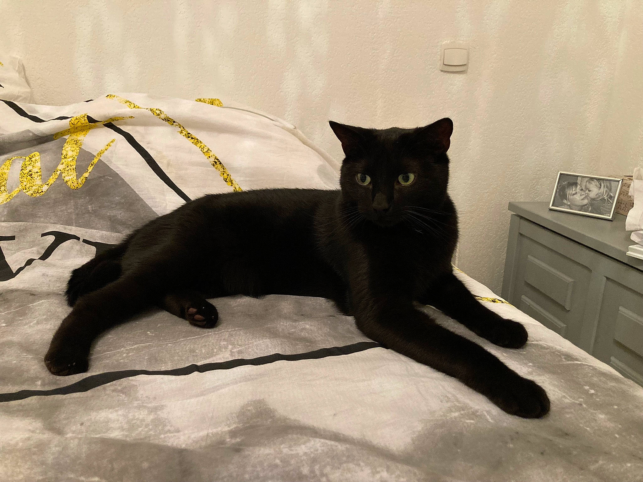 Oliver participe au concours pour gagner de l'argent avec cette photo : black_cat, bombay, cabinetry, carnivore, cat, comfort, domestic_short_haired_cat, drawer, felidae, flooring, fur, grey, metal, paw, shadow, small_to_medium_sized_cats, tail, terrestrial_animal, tints_and_shades, whiskers