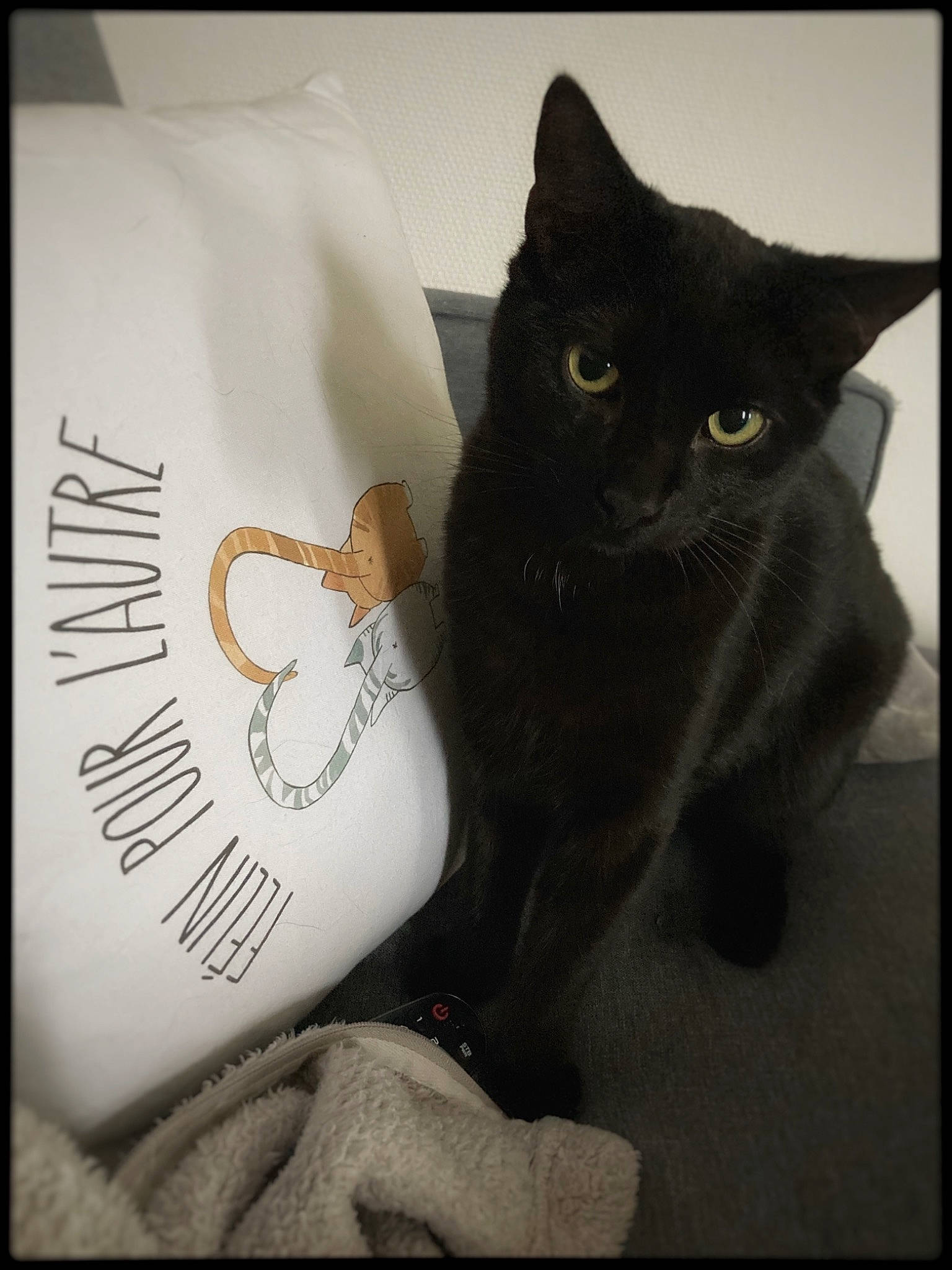 Oliver a rejoint le concours — aidez-le/la à gagner de superbes lots ! black_cat, carnivore, cat, claw, comfort, domestic_short_haired_cat, felidae, font, fur, grey, linens, paw, small_to_medium_sized_cats, snout, tail, whiskers