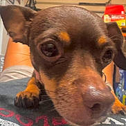 Ivy is registered to the contest to win money with this photo: dog, small_dog, close_up, pet, brown_dog, face, ears, nose, person, tshirt, indoor, kitchen, curious, animal, paw, lying_down, domestic, cute, pet_owner, resting