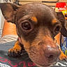 dog, small_dog, close_up, pet, brown_dog, face, ears, nose, person, tshirt, indoor, kitchen, curious, animal, paw, lying_down, domestic, cute, pet_owner, resting