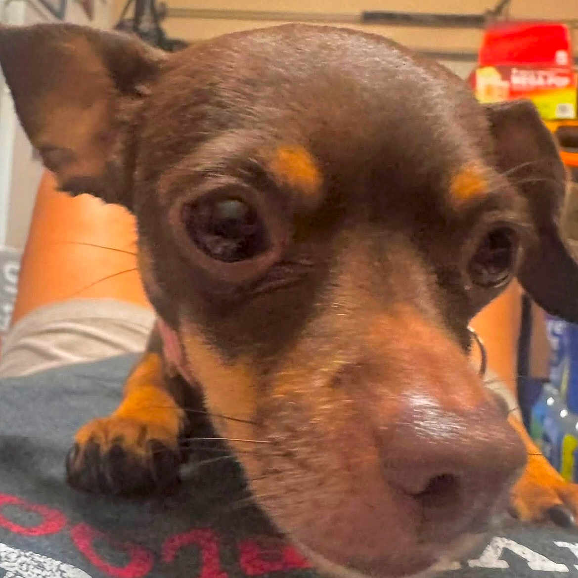 Ivy is registered to the contest to win money with this photo: dog, small_dog, close_up, pet, brown_dog, face, ears, nose, person, tshirt, indoor, kitchen, curious, animal, paw, lying_down, domestic, cute, pet_owner, resting