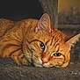 cat, orange_tabby, feline, pet, resting, indoor, cozy, plush, cat_condo, fur, whiskers, ears, closeup, animal, cute, relaxed, portrait, sleepy, domestic_cat, mammal