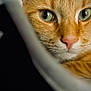 Nougat participe au concours pour gagner de l'argent avec cette photo : cat, orange_tabby, close_up, green_eyes, fur, whiskers, nose, pet, animal, cute, feline, macro, portrait, indoor, soft_light, curious, closeup, mammal, domestic_cat, furry