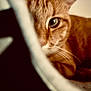 Nougat participe au concours pour gagner de l'argent avec cette photo : cat, orange_tabby, close_up, eye, whiskers, curious, pet, feline, indoor, blurred_foreground, soft_focus, animal, cute, portrait, mystery, tabby, ear, domestic_cat, furry