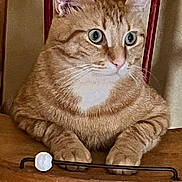 Nougat participe au concours pour gagner de l'argent avec cette photo : cat, orange_tabby, sitting, chair, wooden_chair, paws, wide_eyes, indoor, pet, feline, fur, whiskers, ears, curious, domestic_cat, closeup, animal, cute, tabby, resting