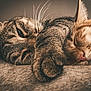 cat, cats, feline, pet, sleeping, snuggling, closeup, paw, whiskers, fur, cozy, relaxing, cute, domestic_animal, animal, portrait, indoor, warm_lighting, resting, soft_texture