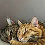 cat, tabby_cat, ginger_cat, sleeping, snuggling, close_up, fur, whiskers, ears, pets, animals, cozy, resting, cute, domestic_animal, feline, companionship, soft_texture, peaceful, indoor