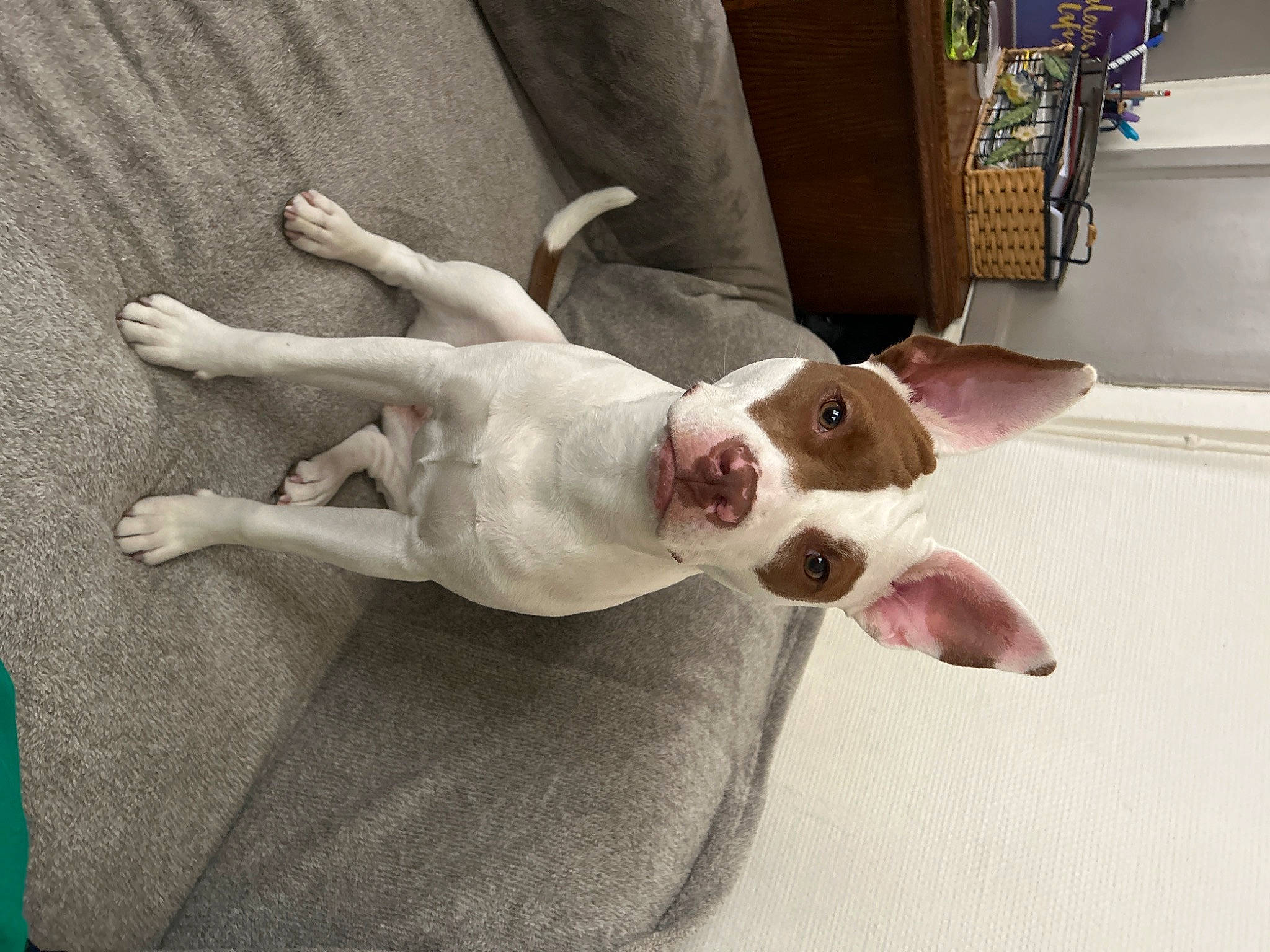 Tyana participe au concours pour gagner de l'argent avec cette photo : bull_terrier, canidae, carnivore, collar, comfort, companion_dog, dog, dog_breed, dog_supply, ear, fawn, linens, non_sporting_group, paw, smile, snout, sporting_group, tail, whiskers, working_animal