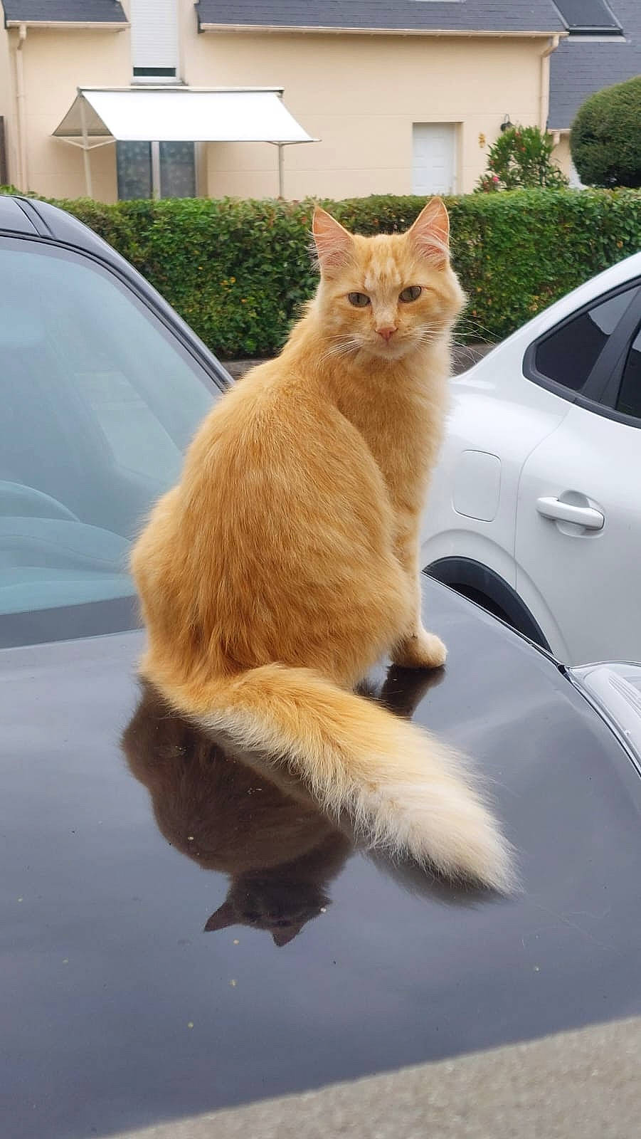 Sacha participe au concours pour gagner de l'argent avec cette photo : asphalt, automotive_exterior, automotive_lighting, car, carnivore, cat, fawn, felidae, hood, mode_of_transport, motor_vehicle, road_surface, snout, tail, tints_and_shades, vehicle, vehicle_door, whiskers, window, wood