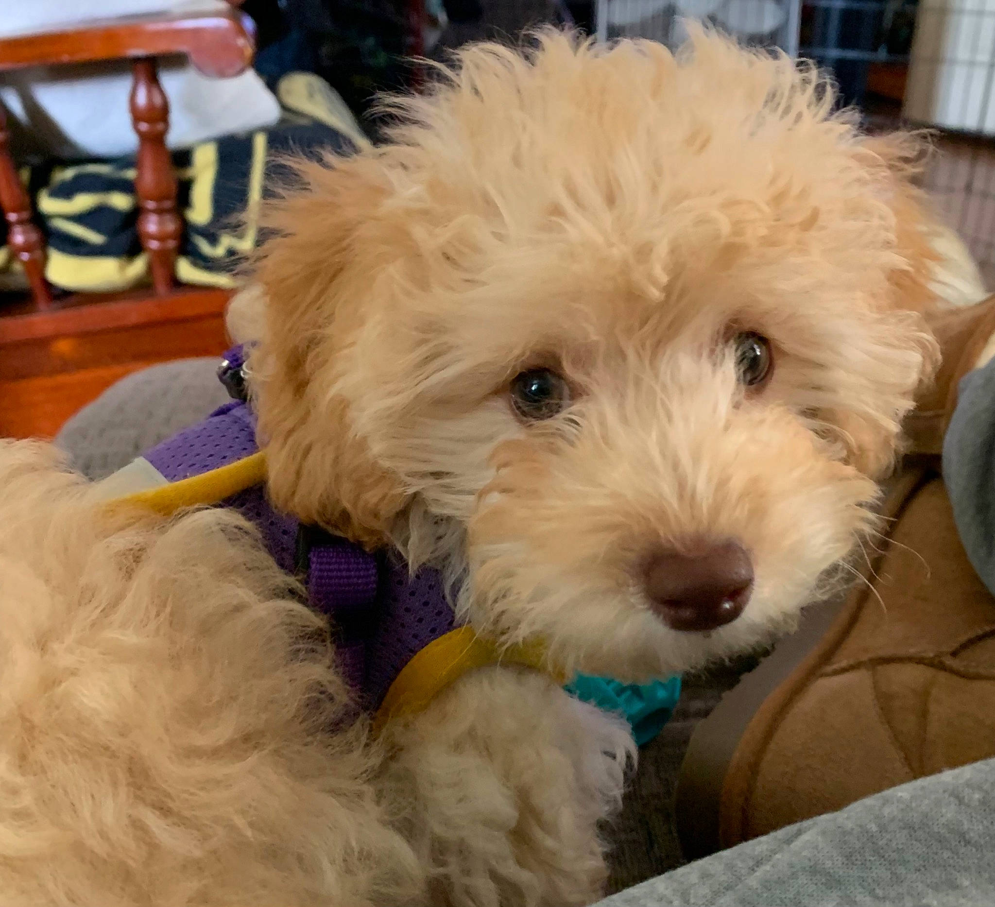 Chevy joined the competition — help win amazing prizes! canidae, carnivore, chair, cockapoo, companion_dog, dog, dog_breed, fur, goldendoodle, labradoodle, poodle, poodle_crossbreed, puppy_love, shih_poo, small_terrier, sporting_group, terrier, toy_dog, working_animal, yorkipoo