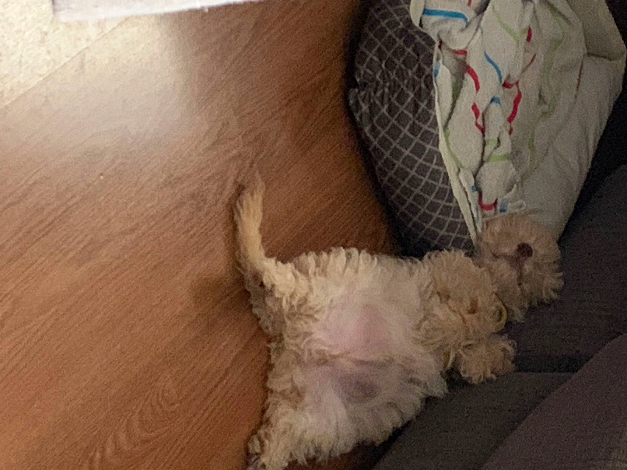 Chevy is registered to the contest to win money with this photo: canidae, carnivore, comfort, companion_dog, dog, dog_breed, flooring, fur, hardwood, labradoodle, pattern, paw, poodle, sporting_group, tail, terrier, toy_dog, wood, wool, working_animal