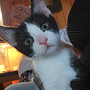 Milo joined the competition — help win amazing prizes! cat, kitten, black_and_white, close_up, indoor, pet, whiskers, pink_nose, green_eyes, curious, feline, animal, young, portrait, soft_light, cozy, hand, wood_paneling, background_blur, domestic