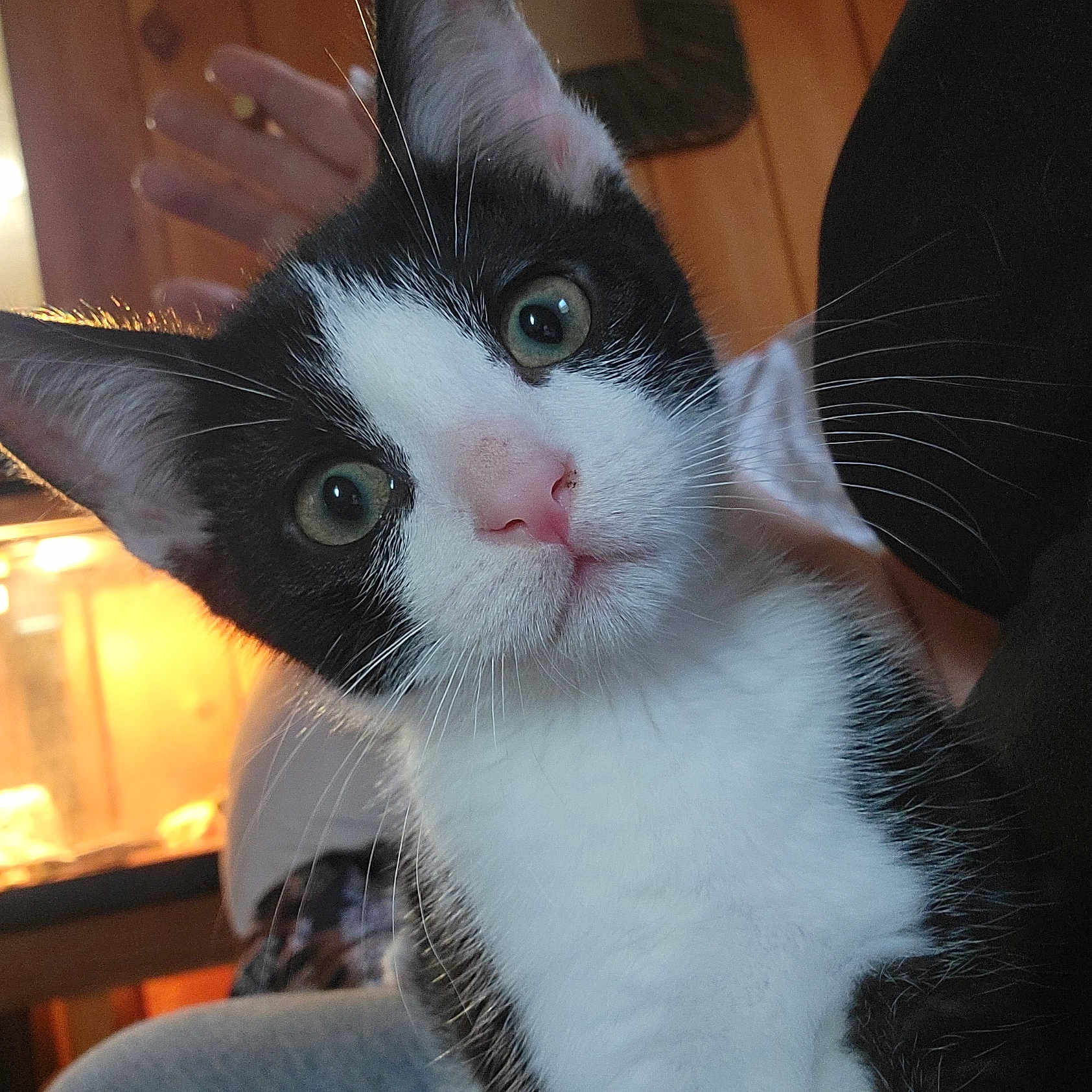 Milo joined the competition — help win amazing prizes! animal, background_blur, black_and_white, cat, close_up, cozy, curious, domestic, feline, green_eyes, hand, indoor, kitten, pet, pink_nose, portrait, soft_light, whiskers, wood_paneling, young
