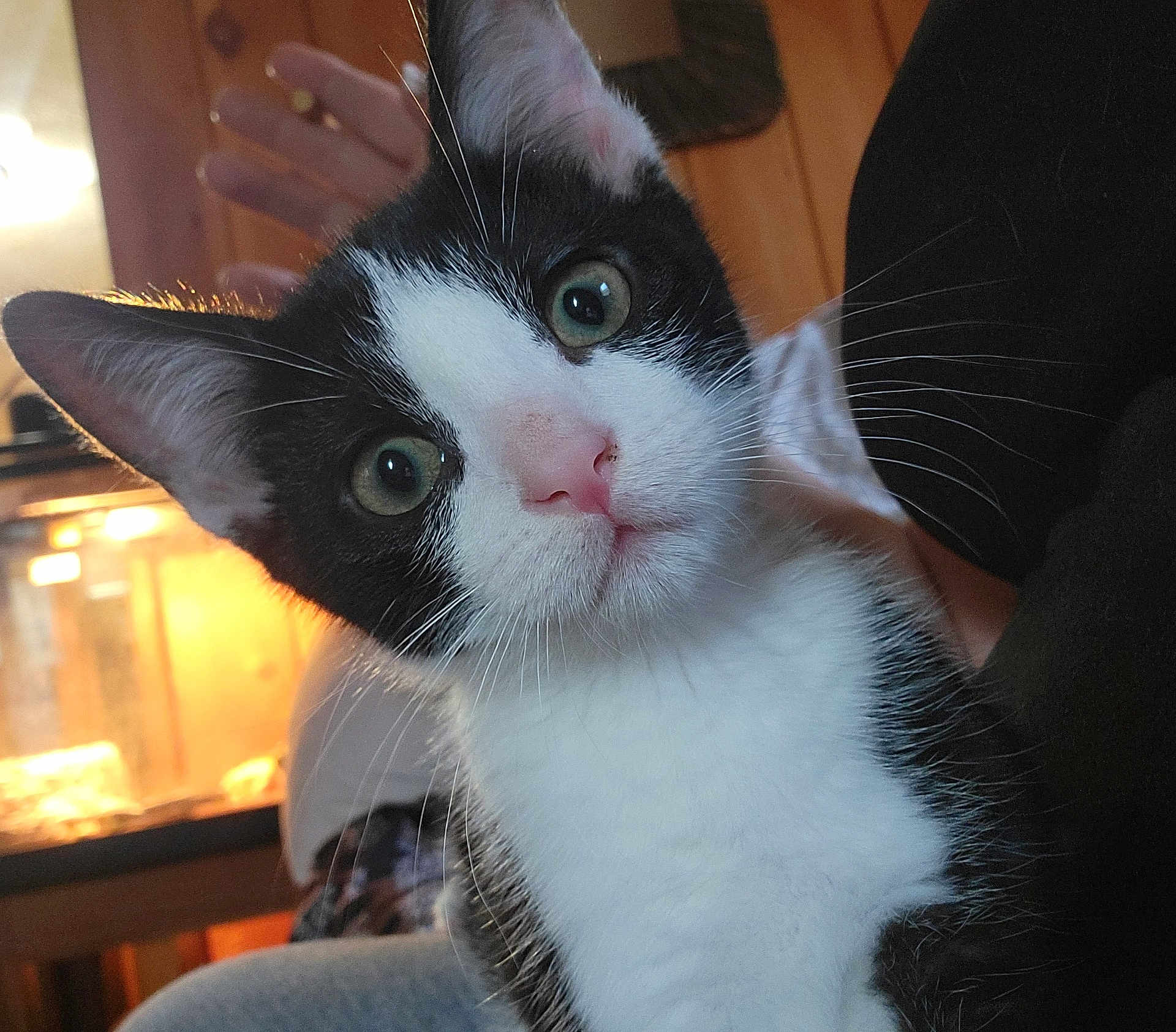 Milo joined the competition — help win amazing prizes! cat, kitten, black_and_white, close_up, indoor, pet, whiskers, pink_nose, green_eyes, curious, feline, animal, young, portrait, soft_light, cozy, hand, wood_paneling, background_blur, domestic