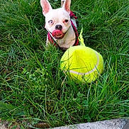 Gucci participe au concours pour gagner de l'argent avec cette photo : dog, small_dog, grass, tennis_ball, playful, pet, outdoor, greenery, tongue_out, white_dog, one_eye, funny_expression, nature, animal, cute, dog_harness, lawn, pet_toy, summer, happy