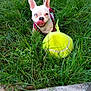 dog, small_dog, grass, tennis_ball, playful, pet, outdoor, greenery, tongue_out, white_dog, one_eye, funny_expression, nature, animal, cute, dog_harness, lawn, pet_toy, summer, happy