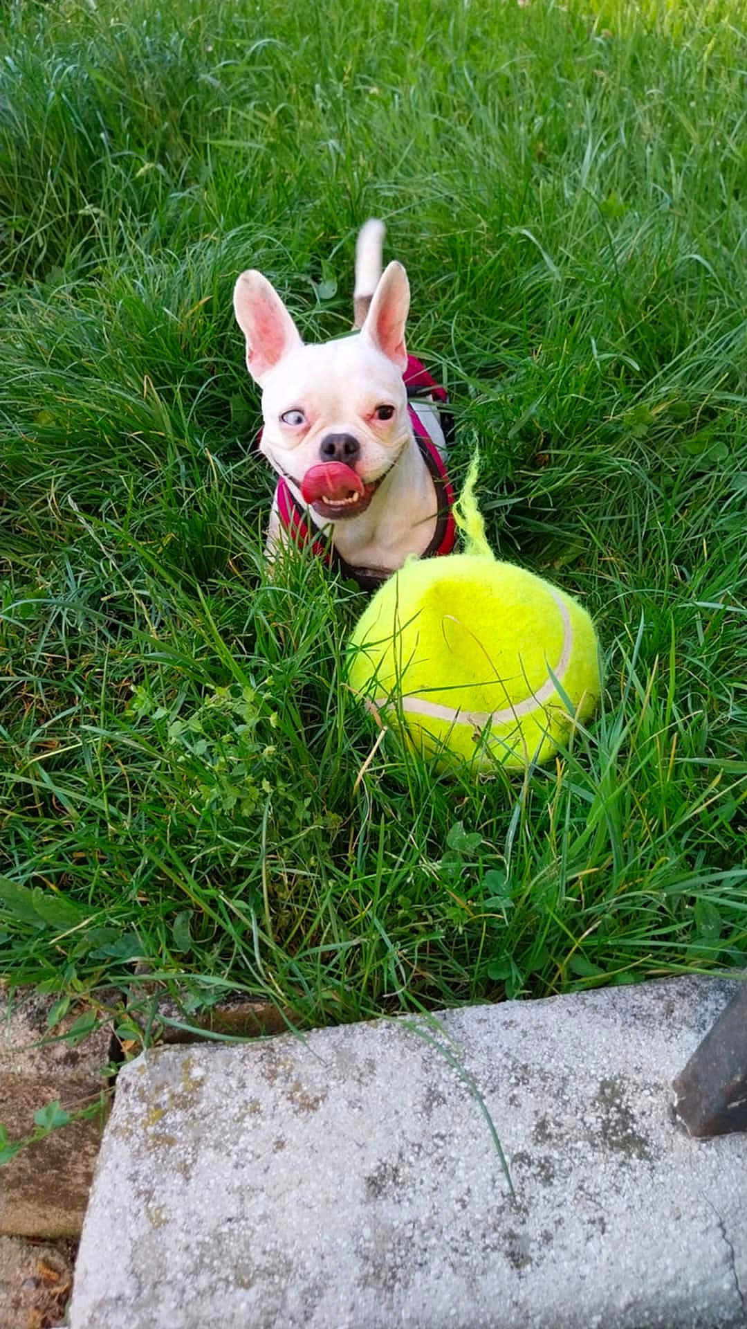 Gucci participe au concours pour gagner de l'argent avec cette photo : dog, small_dog, grass, tennis_ball, playful, pet, outdoor, greenery, tongue_out, white_dog, one_eye, funny_expression, nature, animal, cute, dog_harness, lawn, pet_toy, summer, happy