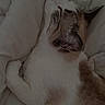 Veji a rejoint le concours — aidez-le/la à gagner de superbes lots ! cat, sleeping, blanket, white, fur, pet, animal, resting, cozy, indoor, soft, cute, relaxation, mammal, whiskers, paw, closeup, domestic, companion, comfort