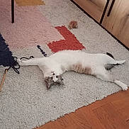 Veji a rejoint le concours — aidez-le/la à gagner de superbes lots ! cat, indoor, rug, wooden_floor, furniture, toy, playful, relaxed, stretching, white_cat, brown_spots, curious, pet, home, cozy, floor, animal, looking_up, carpet, cute