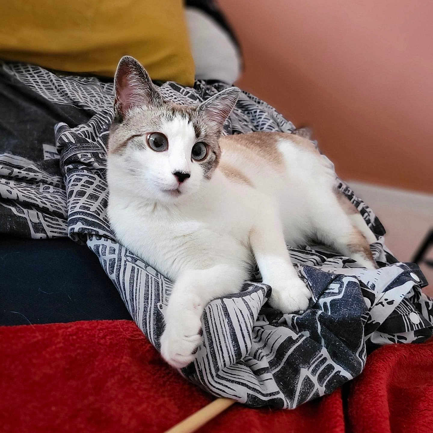 Veji participe au concours pour gagner de l'argent avec cette photo : cat, animal, pet, indoor, blanket, fabric, pillow, relaxing, feline, fur, whiskers, ears, bedroom, cozy, comfortable, resting, domestic, cute, curious, lying_down