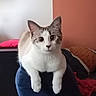 Veji a rejoint le concours — aidez-le/la à gagner de superbes lots ! cat, indoor, feline, curious, perched, wide_eyes, chair, blue, cozy, background, orange_wall, white_wall, domestic_animal, pet, looking_at_camera, soft_texture, fur, whiskers, ears, paws