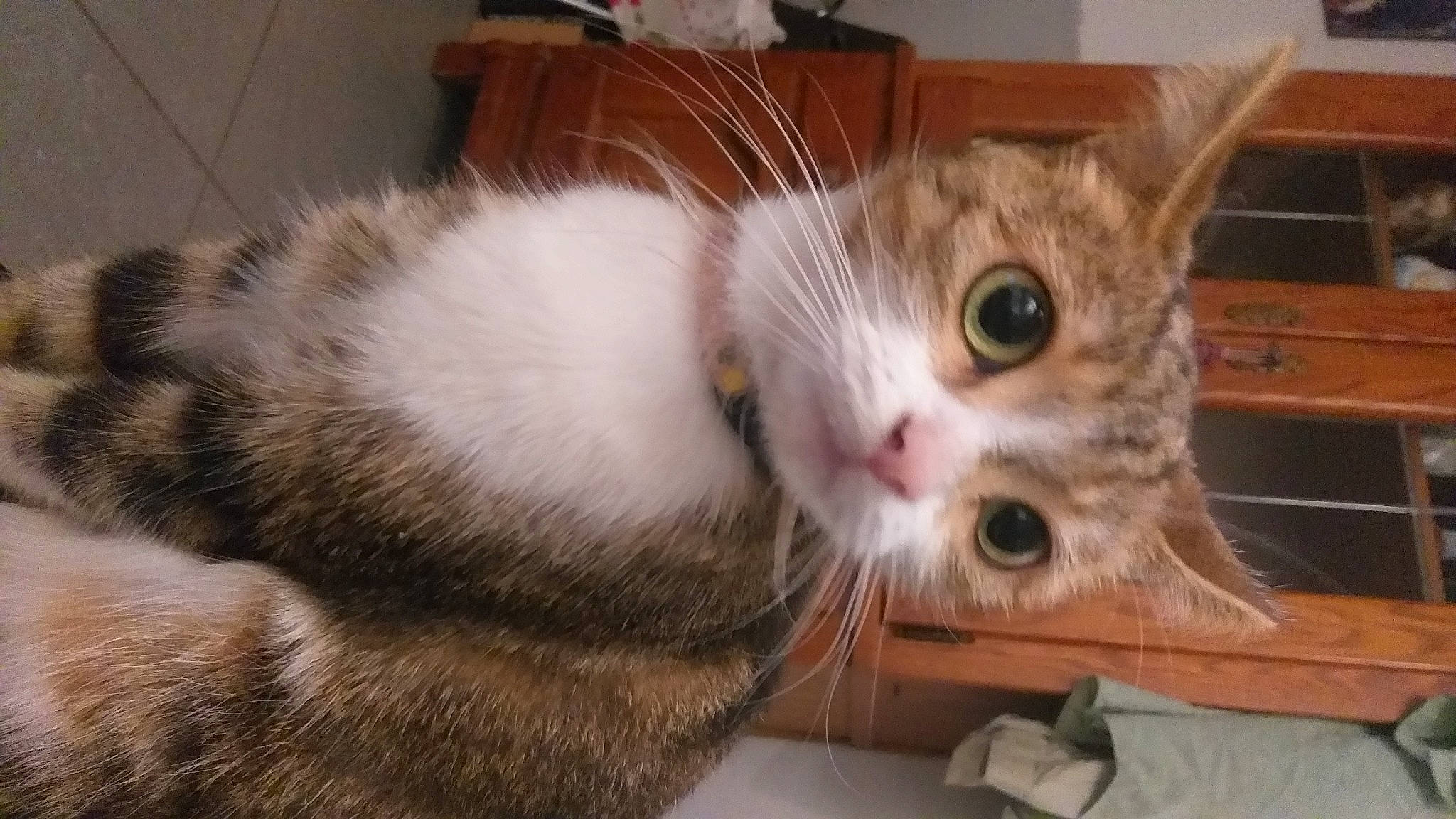 Chaussette participe au concours pour gagner de l'argent avec cette photo : carnivore, cat, claw, comfort, domestic_short_haired_cat, ear, fawn, felidae, fur, mouse, paw, small_to_medium_sized_cats, snout, tail, whiskers