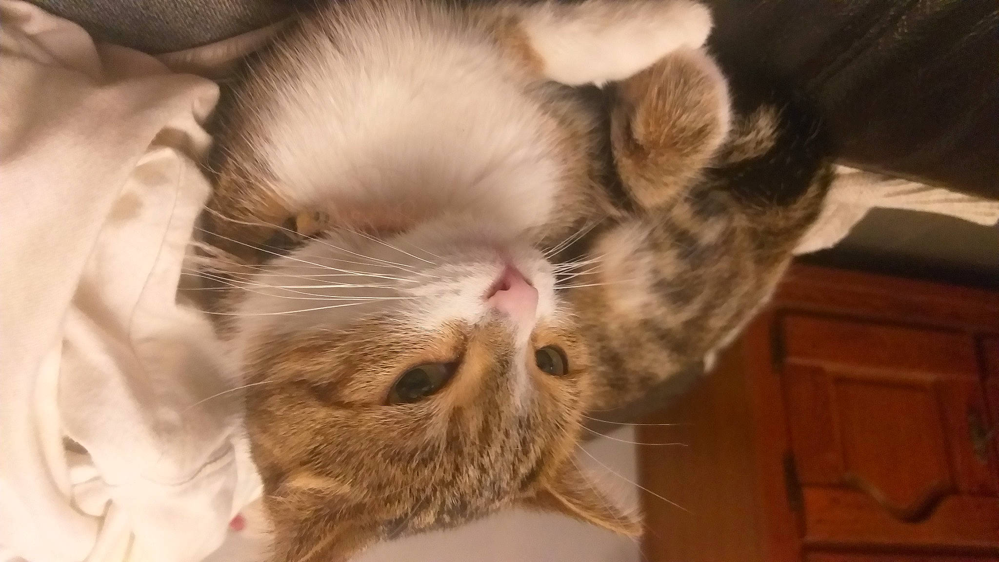 Chaussette a rejoint le concours — aidez-le/la à gagner de superbes lots ! carnivore, cat, claw, close_up, comfort, domestic_short_haired_cat, ear, felidae, foot, fur, nap, paw, sleep, small_to_medium_sized_cats, snout, tail, whiskers