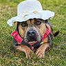 dog, grass, hat, pet, outdoor, animal, canine, lying_down, red_harness, white_hat, nature, portrait, cute, summer, closeup, brown, black, eyes, face, relaxed
