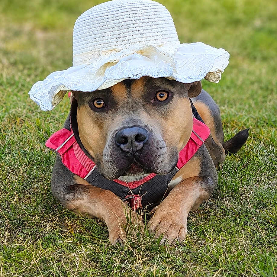 Laika