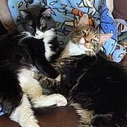 Pepsi And Pepper joined the competition — help win amazing prizes! animal_portrait, black_and_white_cat, blanket, brown_cushion, cats, couch, cuddling, cute, feline, fluffy, green_eyes, home, indoors, longhaired_cat, lounging, pets, relaxed, sleeping, two_cats, whiskers