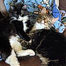 animal_portrait, black_and_white_cat, blanket, brown_cushion, cats, couch, cuddling, cute, feline, fluffy, green_eyes, home, indoors, longhaired_cat, lounging, pets, relaxed, sleeping, two_cats, whiskers