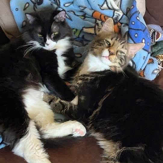 Pepsi And Pepper joined the competition — help win amazing prizes! animal_portrait, black_and_white_cat, blanket, brown_cushion, cats, couch, cuddling, cute, feline, fluffy, green_eyes, home, indoors, longhaired_cat, lounging, pets, relaxed, sleeping, two_cats, whiskers