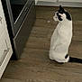 Apollo is registered to the contest to win money with this photo: cat, black_and_white, kitchen, standing, wood_floor, appliance, oven, cabinet, pet, curious, indoor, animal, fur, tail, whiskers, domestic, flooring, home, looking, side_view