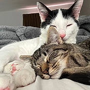 Apollo is registered to the contest to win money with this photo: cat, cats, sleeping, snuggling, cozy, blanket, indoor, pet, feline, tabby, white_cat, black_and_white, cute, relaxing, paw, fur, close_up, resting, domestic_animal, companion