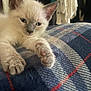 Sly is registered to the contest to win money with this photo: kitten, cat, siamese, sleepy, paw, fur, blanket, plaid, indoor, cozy, closeup, pet, animal, soft, texture, resting, cute, young, feline, relaxed