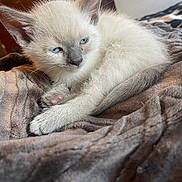 Sly is registered to the contest to win money with this photo: kitten, cat, sleepy, blue_eyes, siamese, fur, paw, blanket, cozy, indoor, pet, animal, cute, resting, young, whiskers, ears, feline, closeup, soft